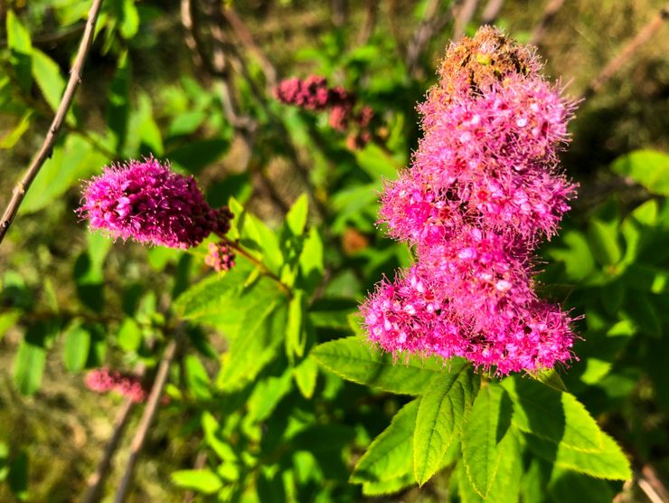 Ιτιά Spirea