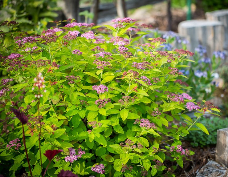 Funktioner ved voksende spirea