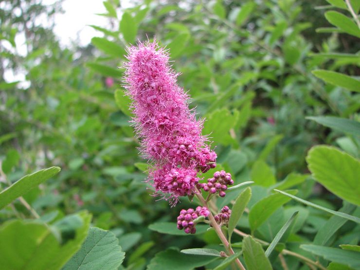 Spirea Douglas