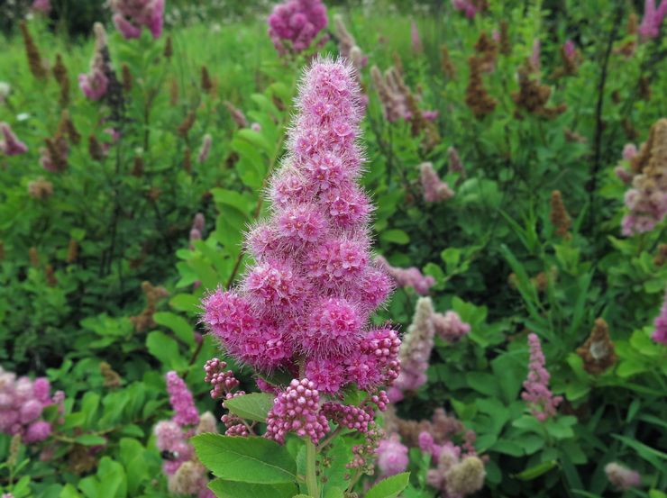 Spirea Billard