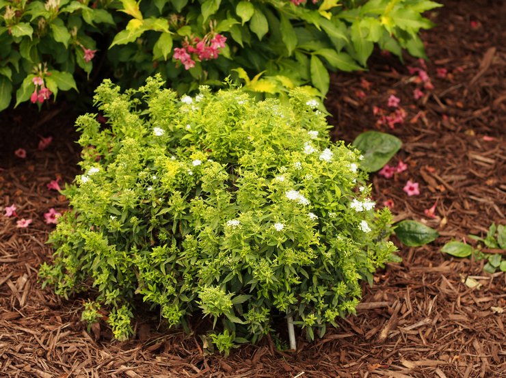 Plantning af spirea i åbent terræn