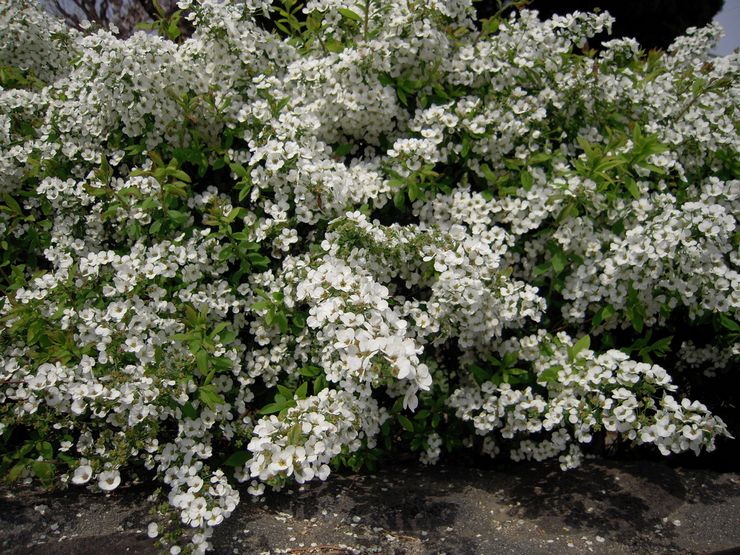 Spirea care