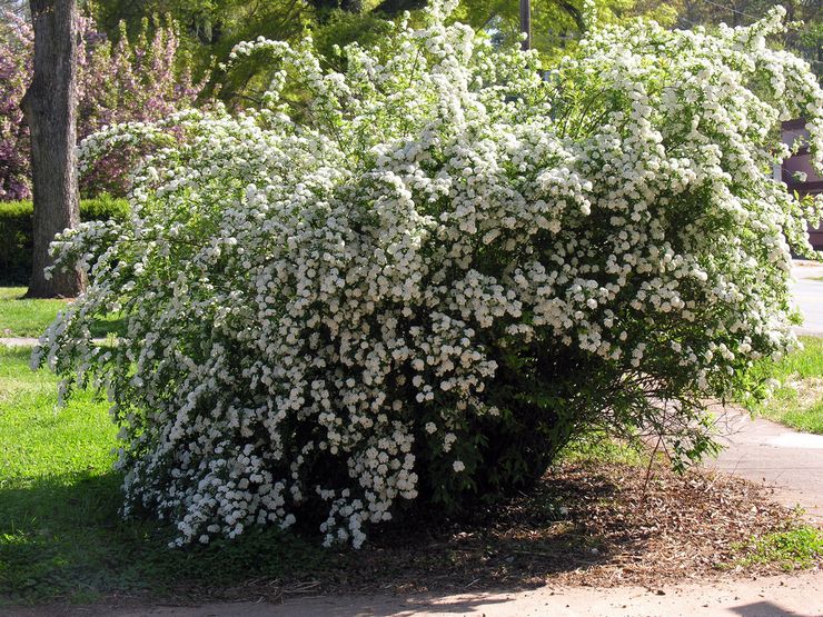 Spirea - plantning og pleje i det åbne felt. Voksende spirea fra frø, formeringsmetoder. Beskrivelse, typer. Foto