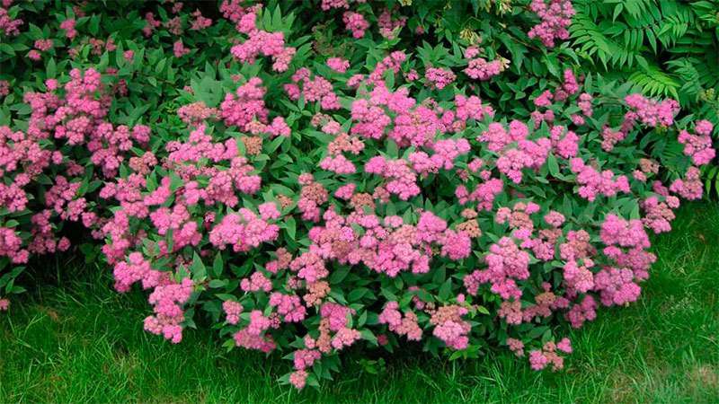 flerårige buske, der blomstrer hele sommerfoto og navn