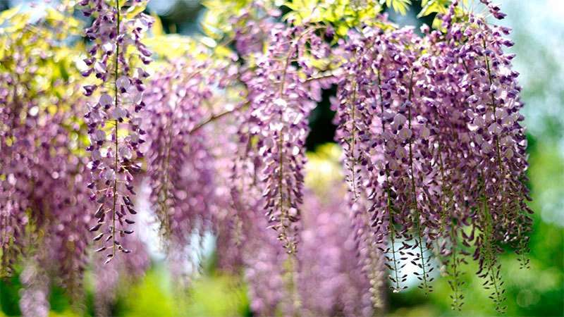 uhøjtidelige flerårige buske, der blomstrer hele sommeren