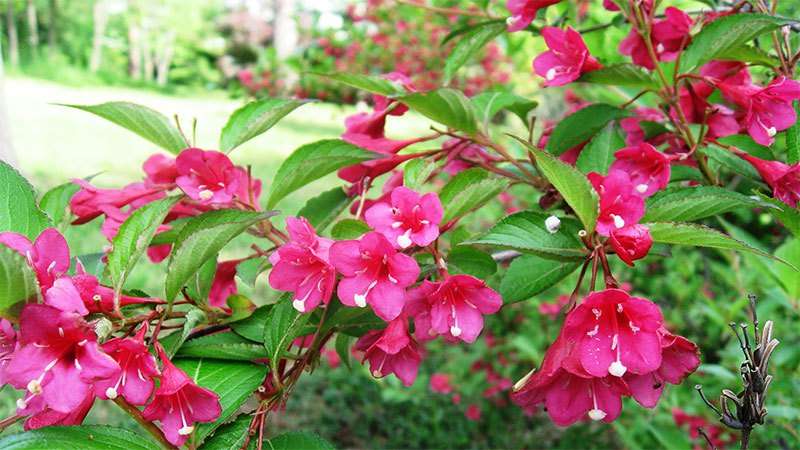 buske, der blomstrer hele sommeren, vinterhårdfør flerårig