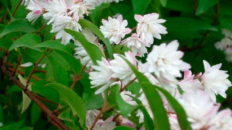 flerårige buske, der blomstrer hele sommerfoto og navn