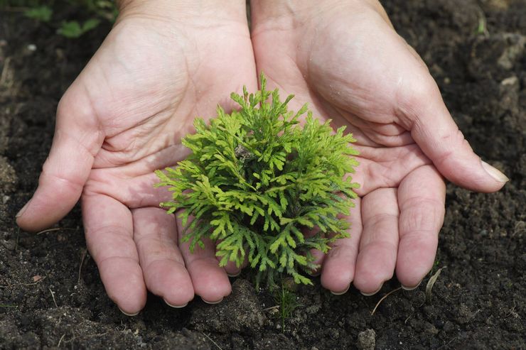 Thuja formering ved stiklinger, frø