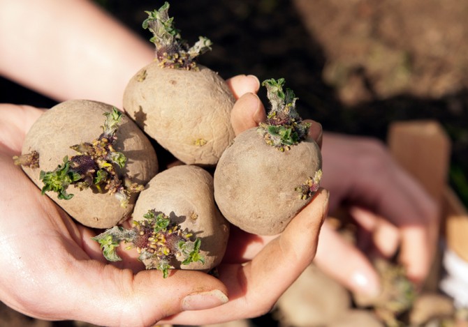 Kartoffelknolde valgt til plantning skal spire en halv måned før plantning.