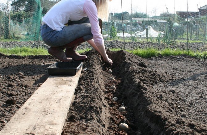 Plantning og hilling af kartofler