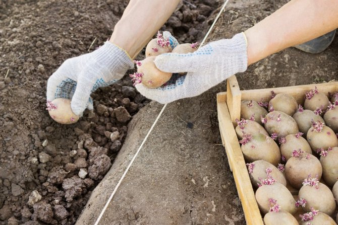 طرق زراعة البطاطس: زراعة البطاطس في الخنادق