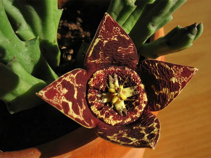 Stapelia blomstrer ikke