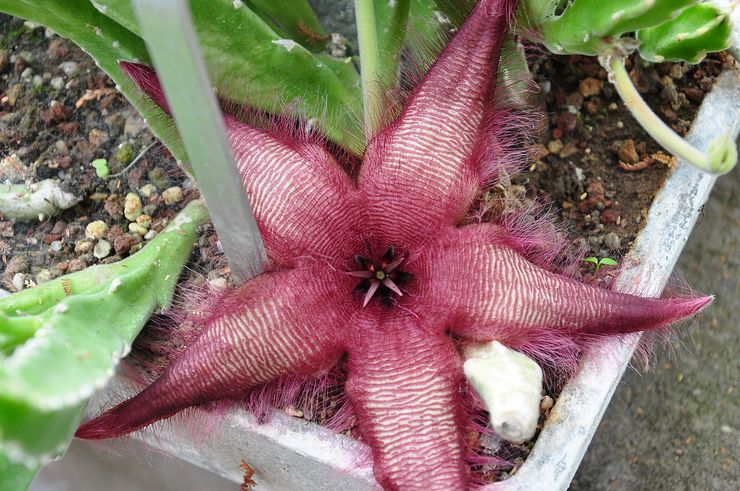 Stjerneformet stapelia