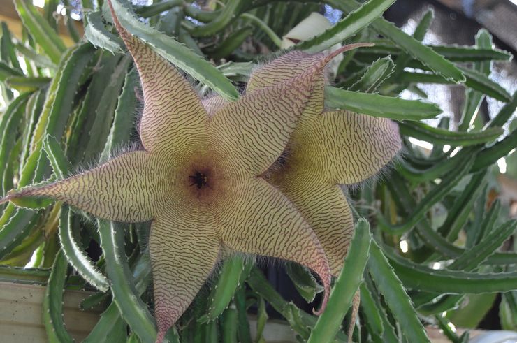 Kæmpe stapelia