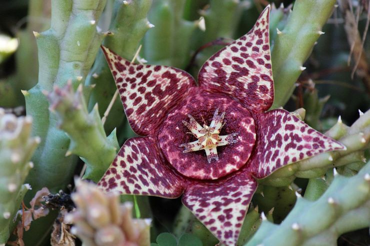 Stapelia varieret eller varierende