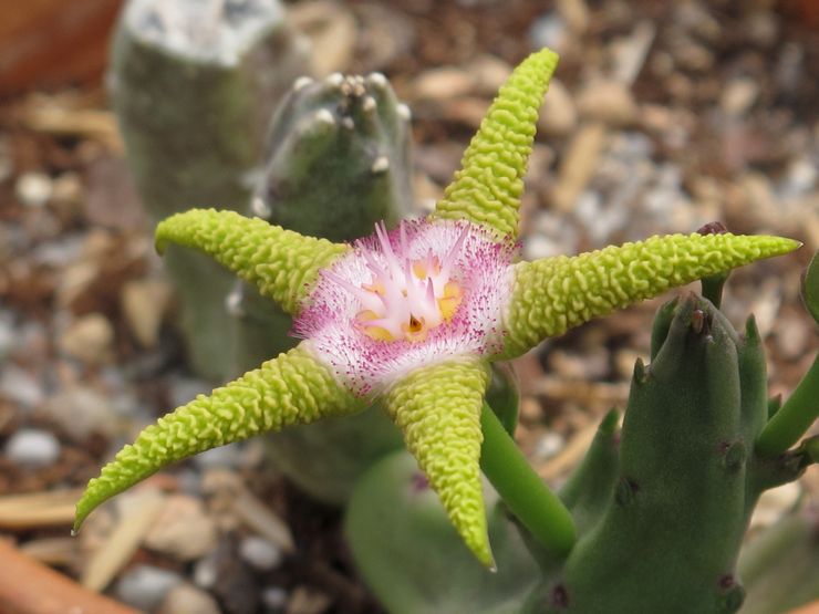 Stapelia χρυσό μοβ