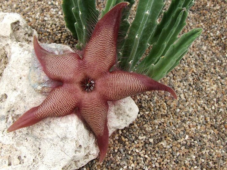 Stapelia storblomstret