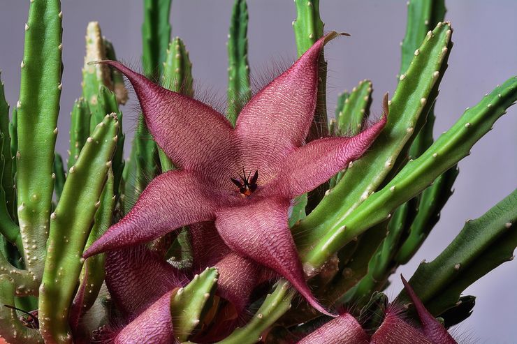 Plante stapelia