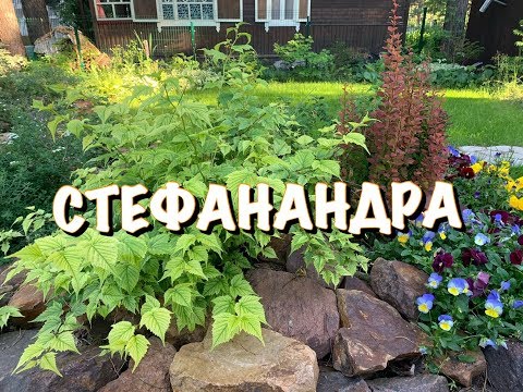 STEPHANANDRA og hendes naboer, BARBARIS GANG��