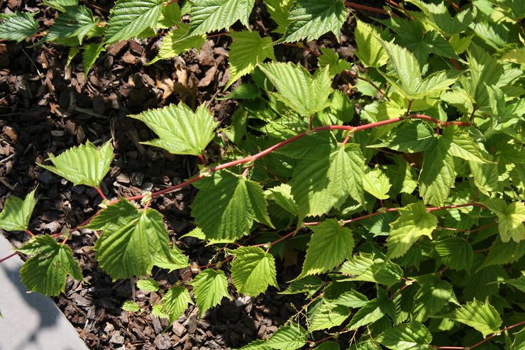 Plantning af Stefanandra i det åbne terræn