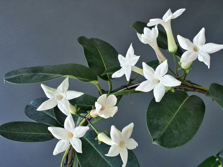 Stephanotis voldsomt