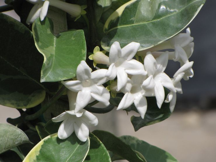 Stephanotis blomstrer broget