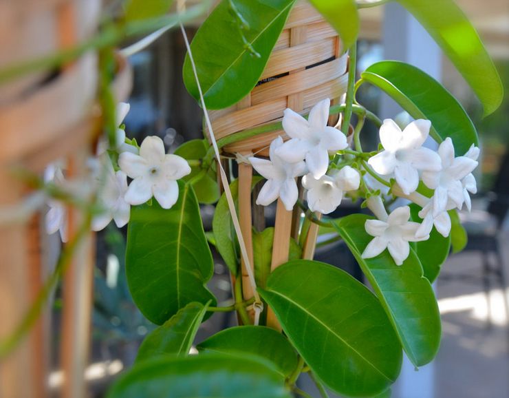 Stephanotis derhjemme: skilte