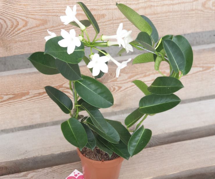 Gødning til stephanotis