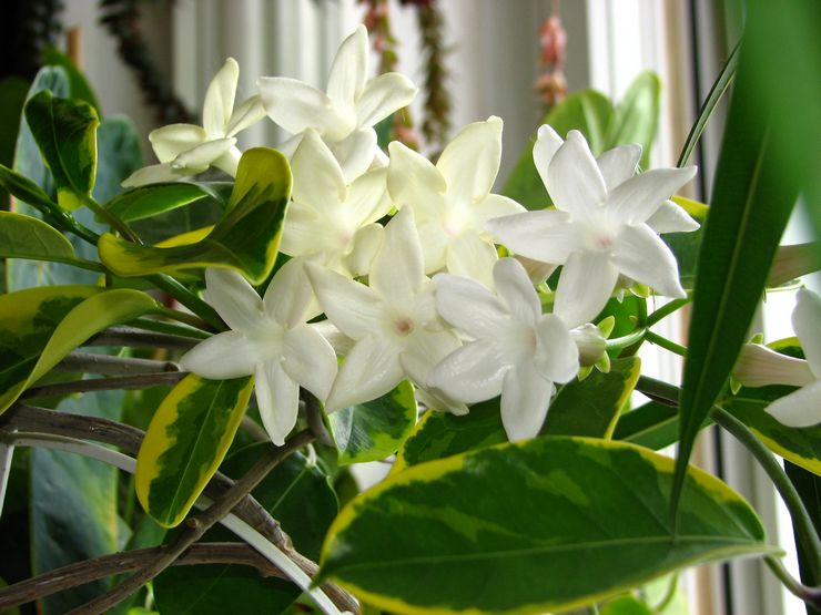 Blomstrende stephanotis