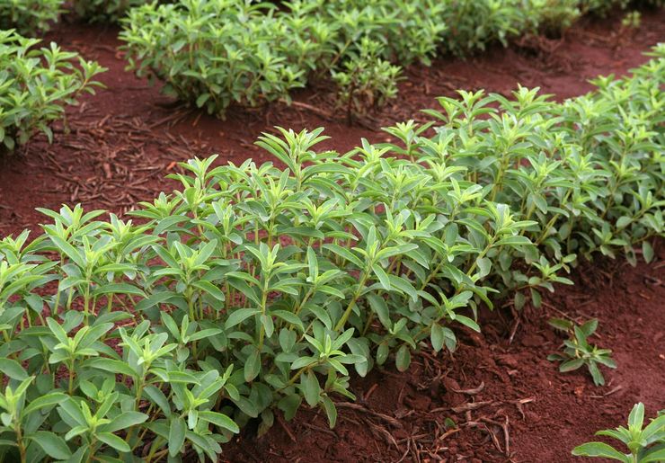 Plantning af stevia udendørs