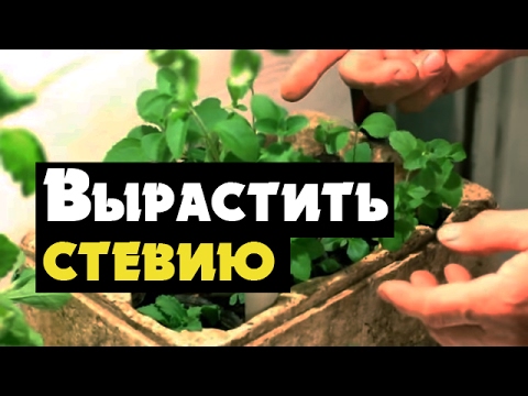 Stevia - video om dyrkning af honninggræs