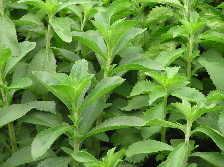 Stevia: plantning og pleje i det åbne felt, dyrkning, medicinske egenskaber