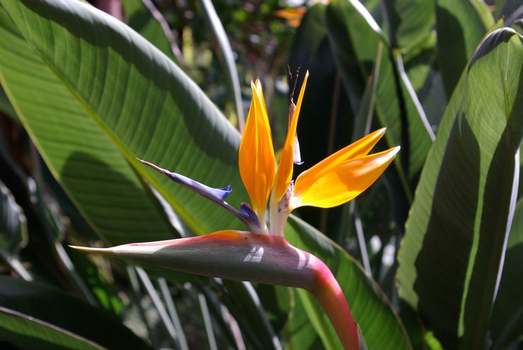 Royal Strelitzia