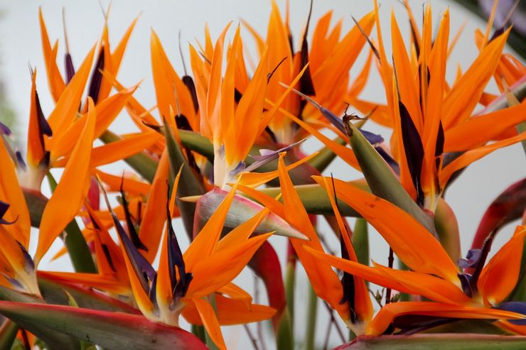 جبل strelitzia