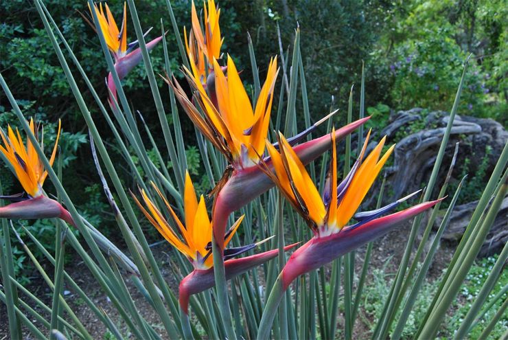 Strelitzia ريد