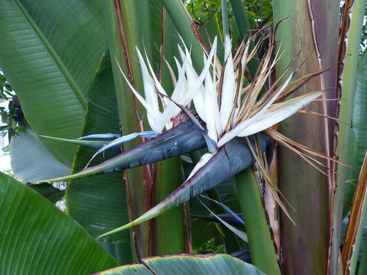 Strelitzia Augustus ، أو strelitzia البيضاء