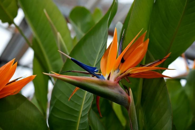 وصف Strelitzia