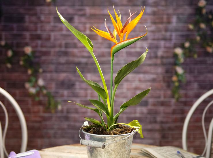 سقي Strelitzia بشكل معتدل