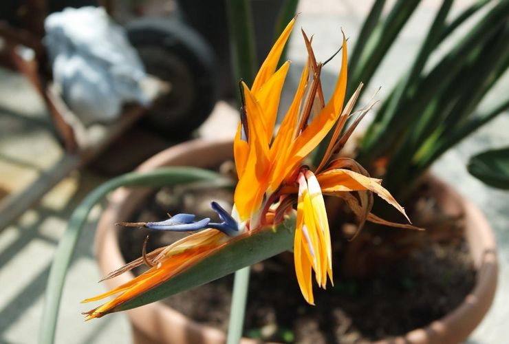 التربة لتنمية strelitzia