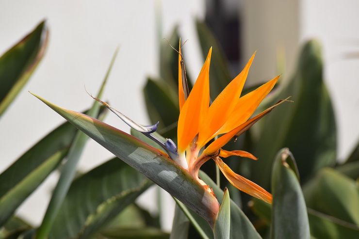 لماذا لا تتفتح strelitzia