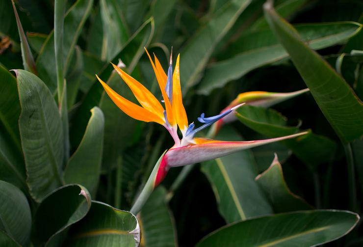 Φυτό Strelitzia