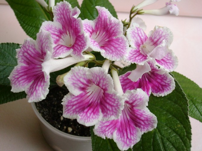 Streptocarpus: hjemmepleje