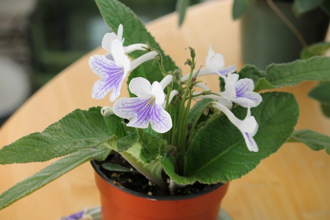 Streptocarpus. Hjemmepleje og dyrkning