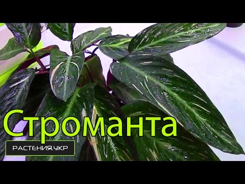 Calathea / Stromanta kotihoito