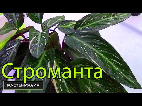 Calathea / Stromanta hjemmepleje