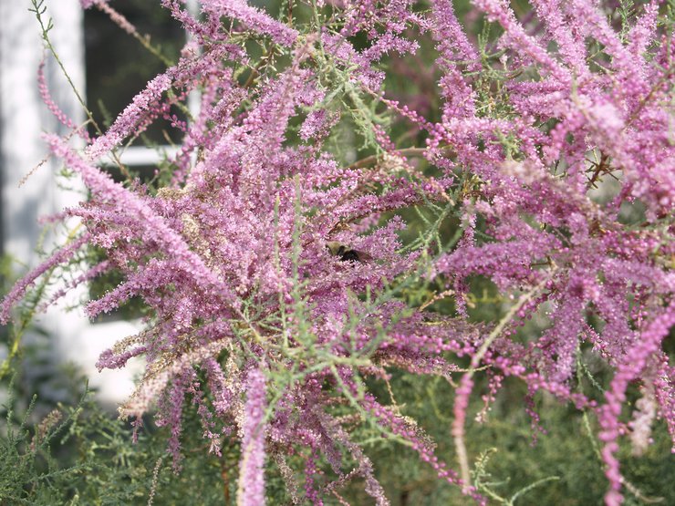 Plantning af tamarix i åbent terræn