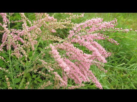 Beaded bush, eller Tamarix