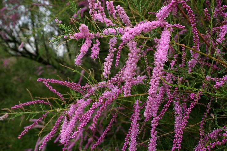 Tamarix: plantning og pleje i det åbne felt, dyrkning, fotos og arter