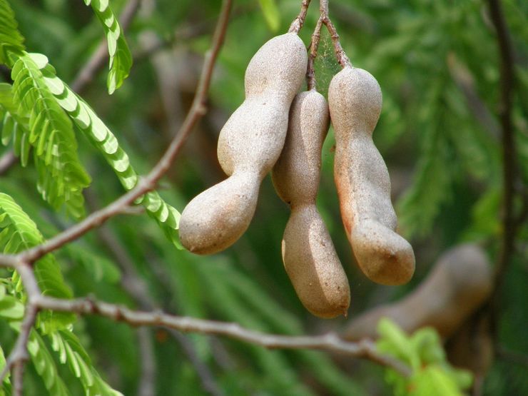 Interessante fakta om tamarind