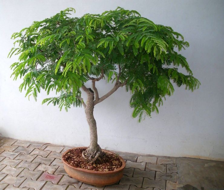 رعاية التمر الهندي في المنزل